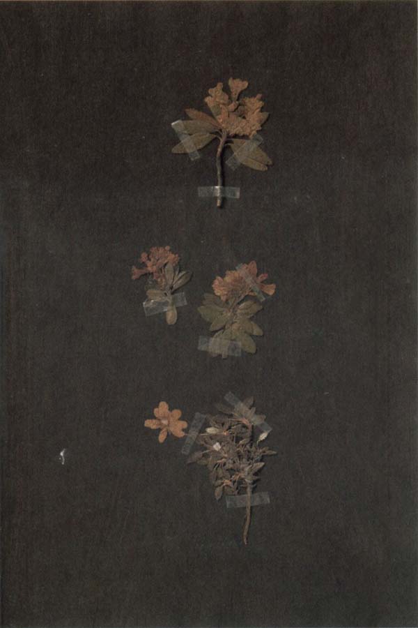 Herbarium